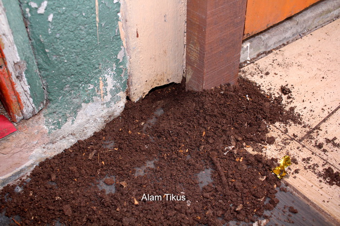 Tikus tanah, mengorek dan bersarang dibawah lantai rumah