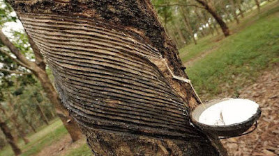 Bahaya Penggunaan Ethrel Pada Pohon Karet Jangka Panjang 