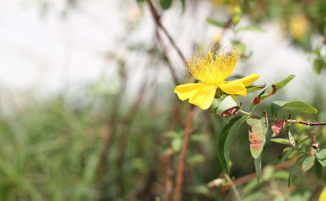 Hypericum Flowers