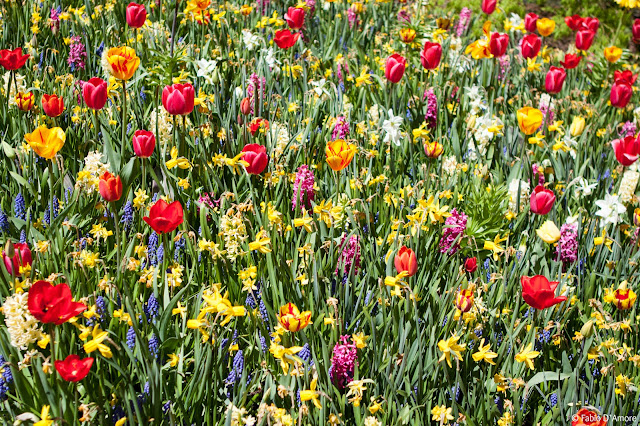 Tulipani al parco Keukenhof