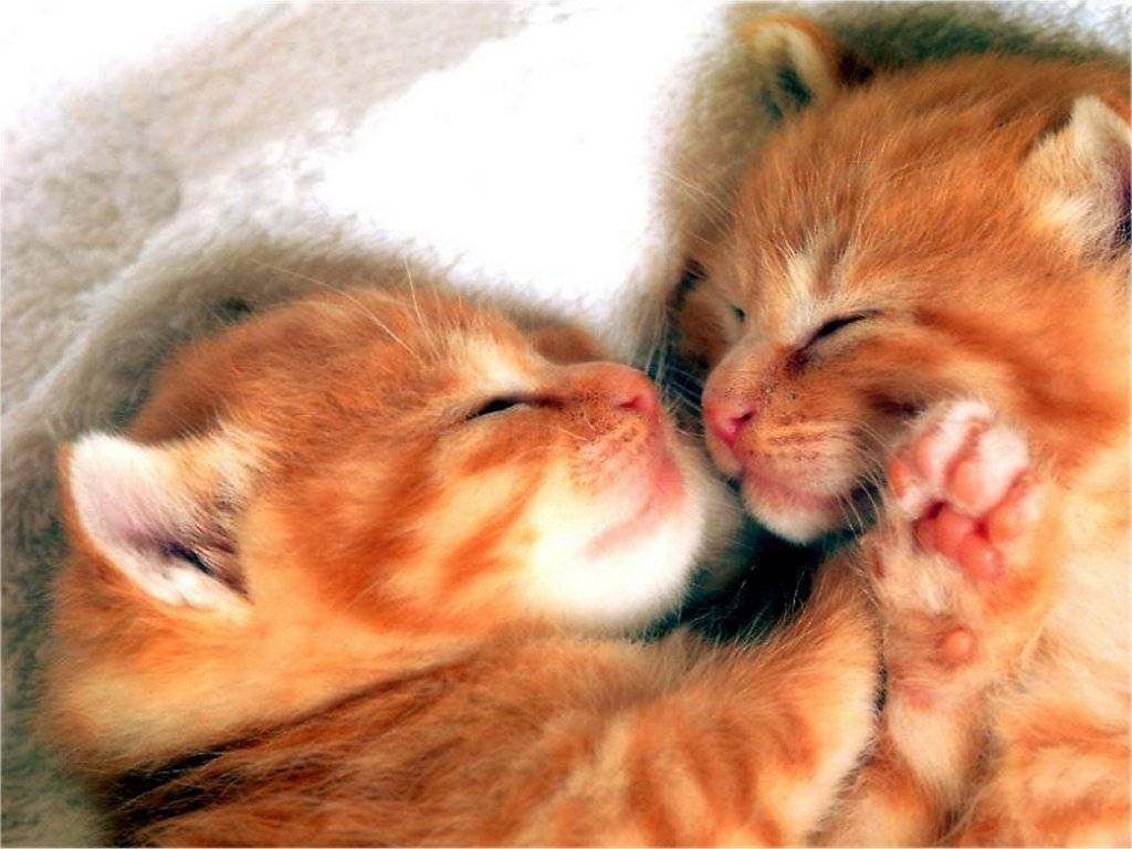 Romantic Cat  Couple  Sleeping HD Wallpaper  Natural 