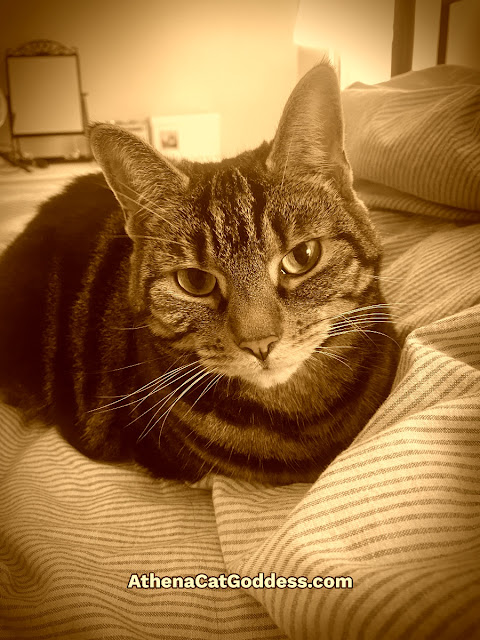 tabby cat looking all cosy in bed