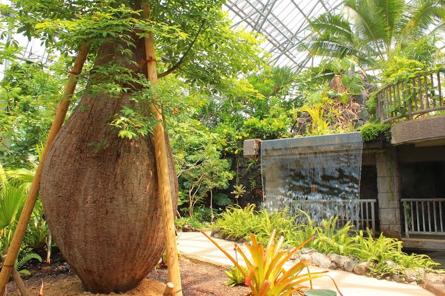 山口県、宇部市のときわ公園の植物園がリニューアルしたよ【Y】　プラントハンター西畠清順、世界を旅する植物館 