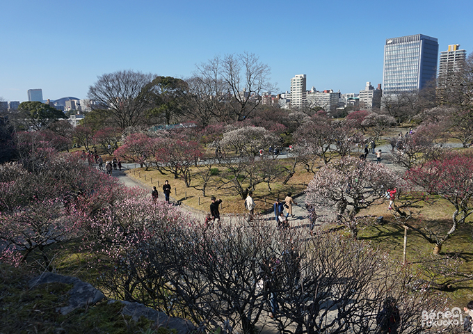 Pruniers, parc Maizuru, Fukuoka