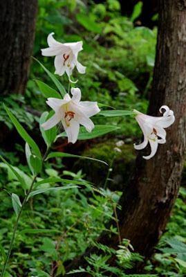 Лилия японская (Lilium japonicum)