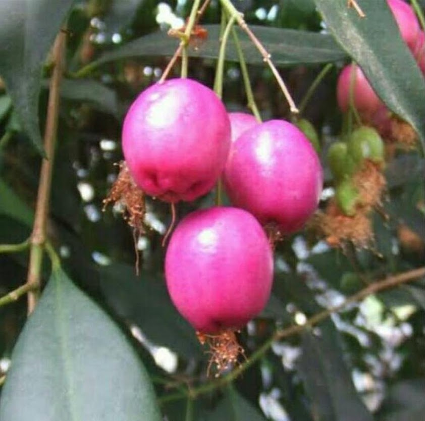 bibit jambu lilly pilly bibit Sulawesi Selatan