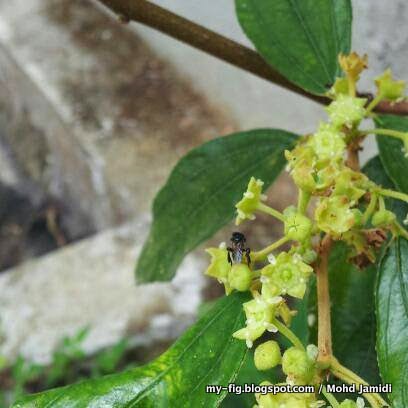 Pokok Bunga Kelulut Bidara Ziziphus mauritiana Kelab 