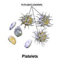 human blood platelets
