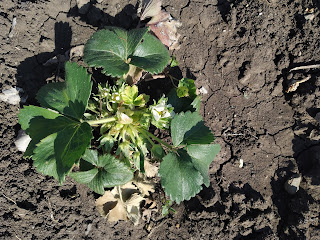 Strawberry, Plant, Yambol, Street,