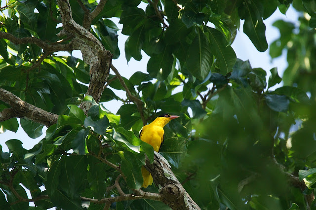 Gambar burung kepondang