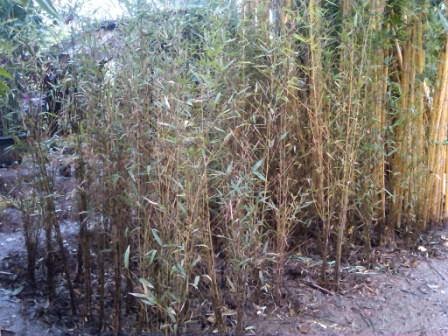 Bambu telisik atau bambu cina dijual per / rumpun ~ JUAL 
