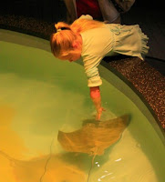 child touching a stingray at Dauphin Island Sea Lab