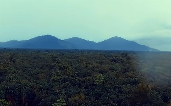 Foto Gunung Palung di Taman Nasional Gunung Palung