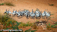 Demoiselle Cranes (grus virgo) are a species of crane that breed in central Eurosiberia, ranging from Black Sea and Mangolia to North Eastern China, plus a small breeding population in Turkey. The birds fly south to Africa and Indian subcontinent to spend the winter months.