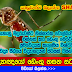   රාගම විද්‍යාඥයෝ ඩෙංගු නසන සටන අරඹති