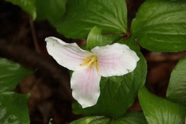 Large-flowered Trillium fading to pink