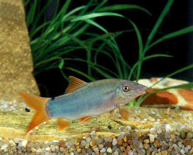Yasuhikotakia Modesta