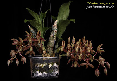 Catasetum parguazense care and culture