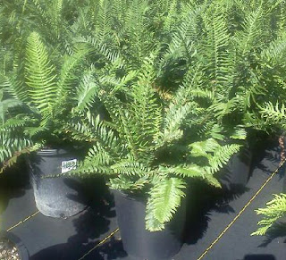 Fern. Giant Chain Fern