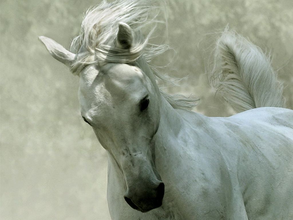 White Horse