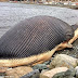 Fears that sixty tonne blue whale carcass washed up on beach of tiny Newfoundland village could EXPLODE at any moment