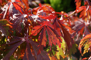 Acer, Erable, Sapindaceae, Petit arbre, couleur d'automne, sous les grands arbres, arbre pour mi-ombre, feuillage d'automne