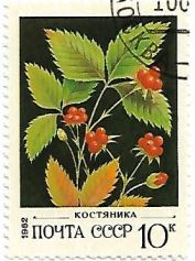 Selo Rubus saxatilis