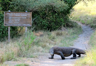 pulau rinca, komodo, pulau komodo, wisata, liburan