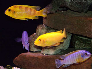 Mbuna Malawi Cichlids