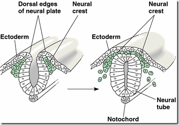 Derivatives of neural crest cells