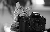 GATOS HEMBRAS