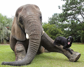 Bella the Labrador and Bubbles the African Elephant 