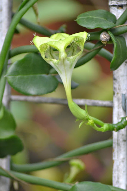 Guyane, Jardin botanique, Macouria, orchidée