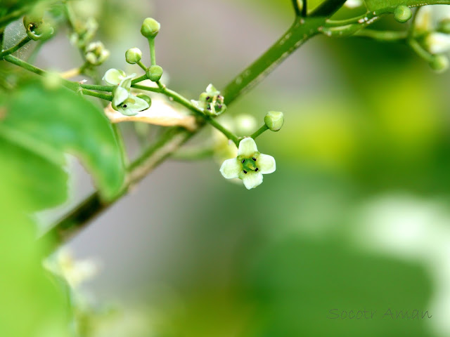 Euonymus alatus