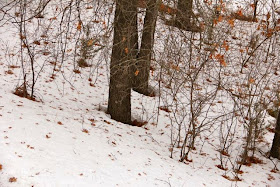 melted snow around the base of tree trunks