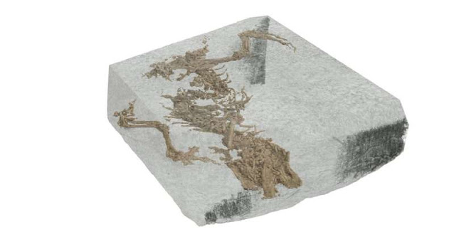 MicroCT scan data revealed a digital image of the fossil Bellairsia gracilis inside the rock. Matthew Humpage/NorthernRogue created the digital render.