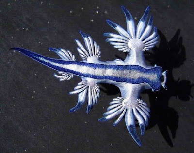 Glaucus atlanticus