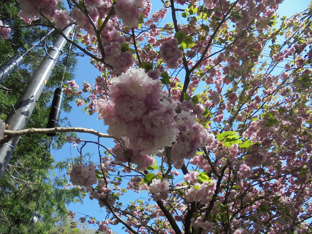 別所川渓流植物園入り口の牡丹桜