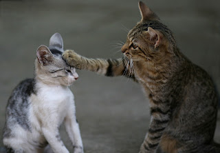 cats as pets, cat fight, cat behaviour