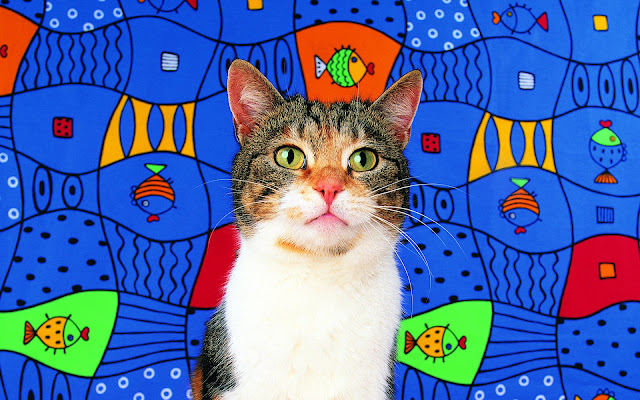 fish background, tabby cat