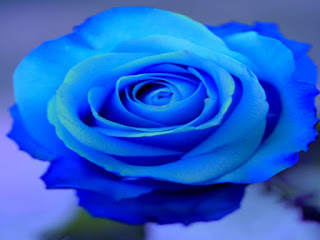wallpaper blue roses