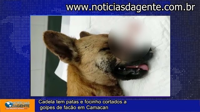 Cadela tem patas e focinho cortados a golpes de facão em Camacan