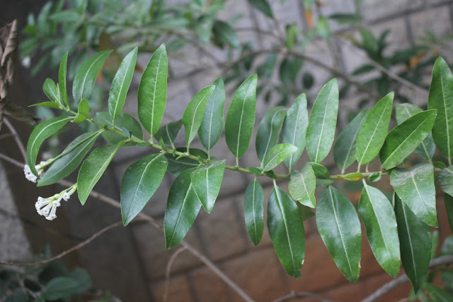 Cestrum forsythii