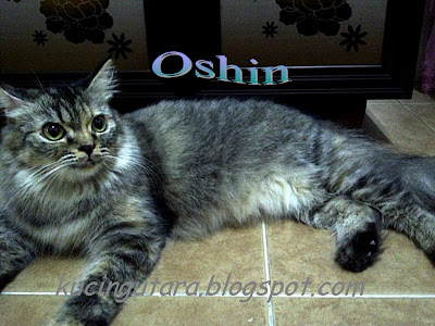 Kucing Utara: Kucing Parsi- Jumaat & Oshin