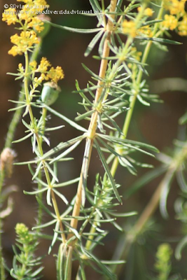 http://www.biodiversidadvirtual.org/herbarium/Galium-verum-L.-subsp.-verum-img169607.html