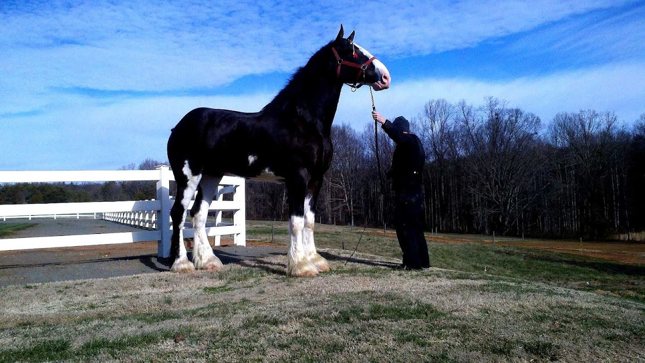 Heavy Horses For Sale