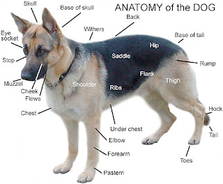 Breeds Of Dogs