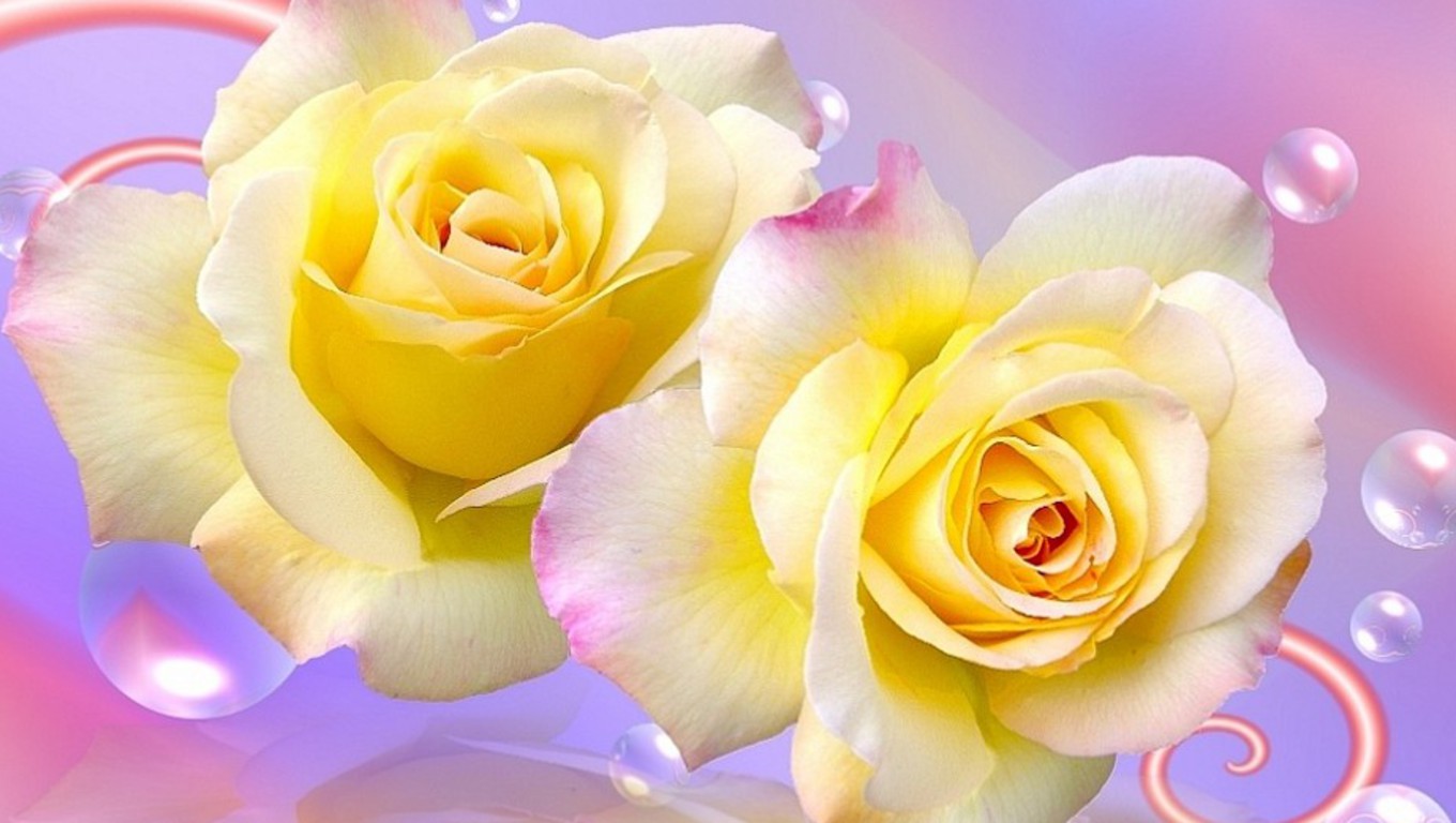 Download Cute Wallpaper's: Cute Yellow Roses