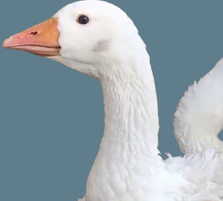 Sebastopol Geese Male vs Female