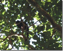 macaco1